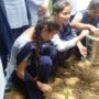 tree plantation (1)