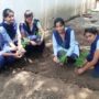 tree plantation (5)