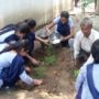 tree plantation (6)