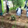 tree plantation (8)