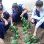 tree plantation (9)